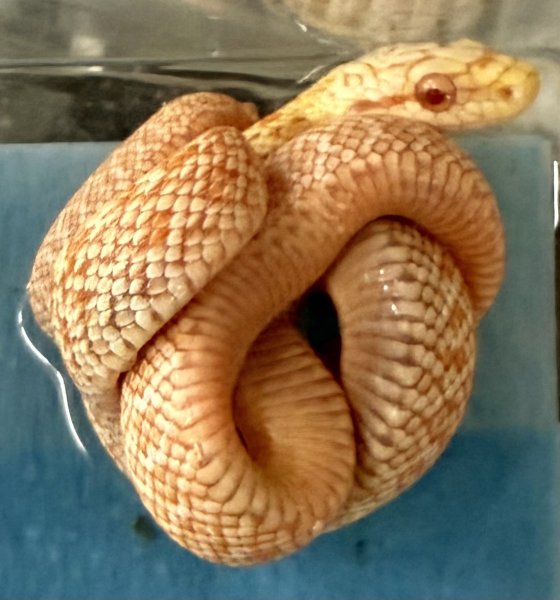 画像1: 1. クナシリアオダイショウアルビノ♂？ (1)