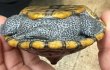 画像2: 4. カロリナダイヤモンドバックテラピン (2)