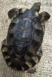 画像1: 2. マルギナータ♂ (1)