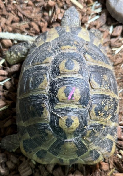 画像1: 1. ダルマティアヘルマ︎︎ン ♀ (1)