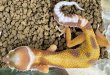 画像3: 12. トレンパーアルビノボールドジャンブル (3)