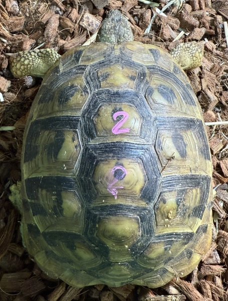 画像1: 2. ヒガシヘルマ︎︎ン ♀ (1)