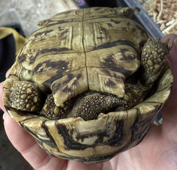 画像2: 1. バブコックヒョウモン ザンビアFH(原虫駆虫済) (2)