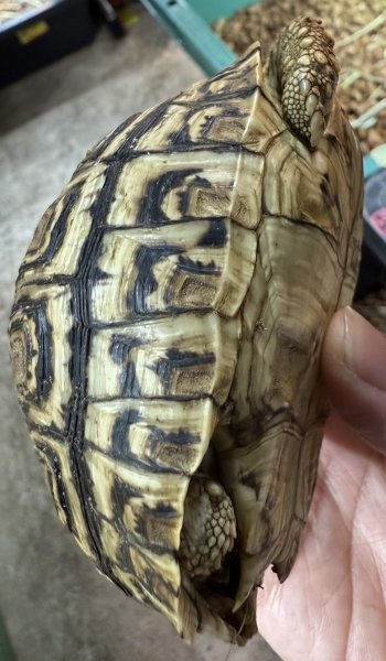 画像3: 1. バブコックヒョウモン ザンビアFH(原虫駆虫済) (3)