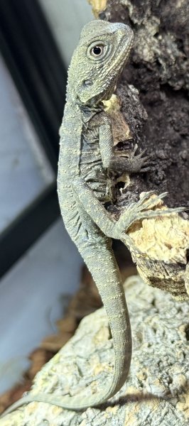 画像1: 1. ジップスランドウォータードラゴン×ヒガシウォータードラゴン (1)