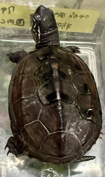 画像1: 1. クサガメ (1)
