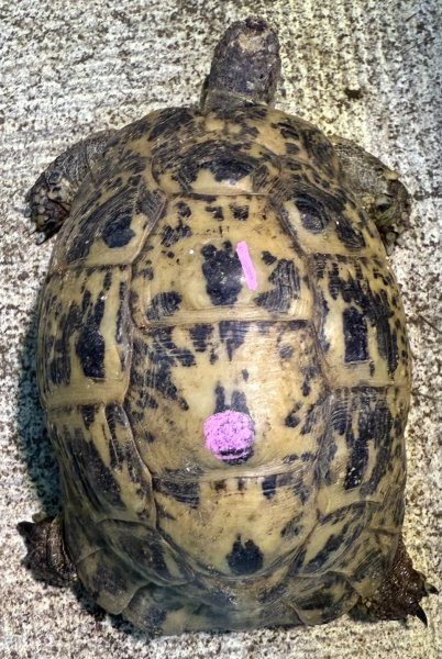 画像1: 1. キレナイカギリシャ♀ (1)