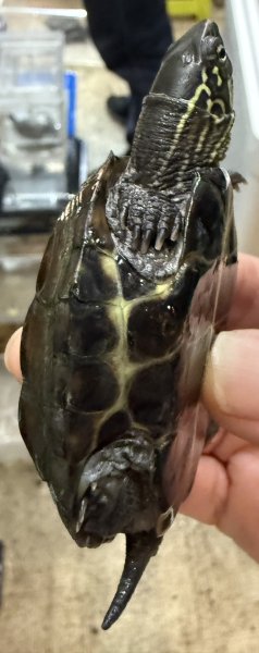 画像3: 1. クサガメ (3)