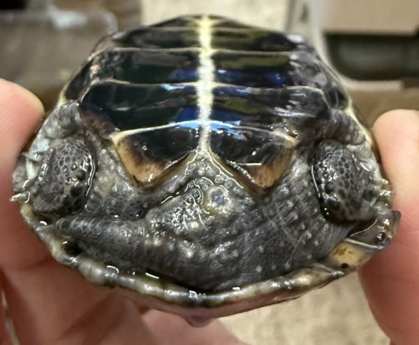 画像2: 1. クサガメ (2)