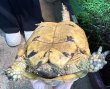 画像2: 1. キレナイカギリシャ♀ (2)