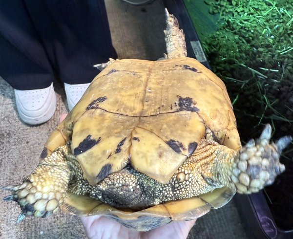 画像2: 1. キレナイカギリシャ♀ (2)