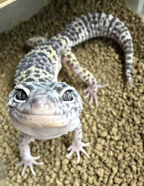 画像2: 29. マックスノー (2)