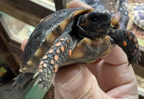 画像2: 1. チェリーヘッドアカアシガメ (2)