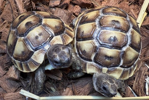 画像1: 2. イベラギリシャ(国内CB) (1)