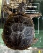 画像1: 7. ミツユビハコガメ (1)