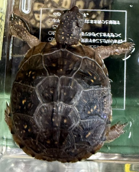 画像1: 7. ミツユビハコガメ (1)