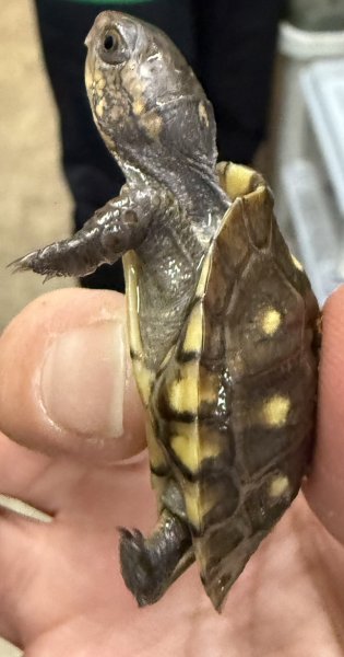画像4: 1. ガルフコーストハコガメ(イエロー) (4)