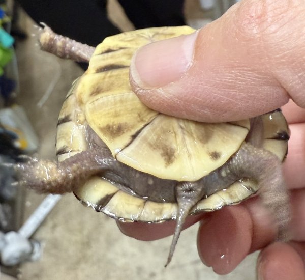 画像3: 7. ミツユビハコガメ (3)