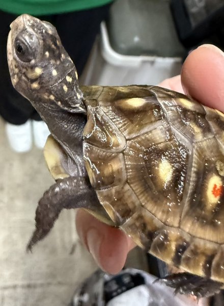 画像2: 3. ガルフコーストハコガメ(ブラック×オレンジ) (2)