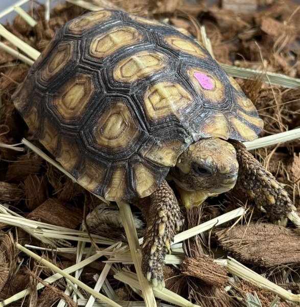 画像1: 1. スピークセオレガメ (1)