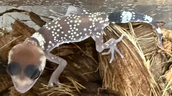 画像2: ☆1 アンダーウッディサウルスミリー (2)