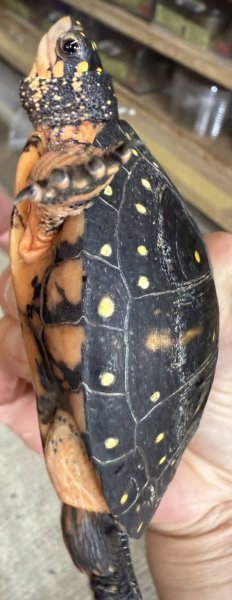 画像3: 2. キボシイシガメ (3)