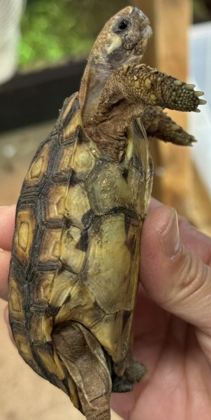 画像3: 1. スピークセオレガメ (3)