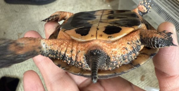 画像2: 2. キボシイシガメ (2)