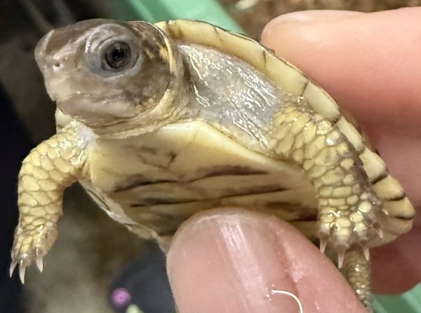 画像2: 6. ミツユビハコガメ (2)