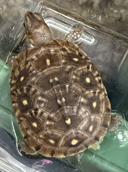 画像1: 11. ミツユビハコガメ (1)