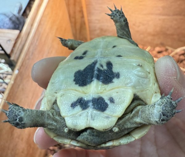 画像3: 2. イベラギリシャ(国内CB) (3)