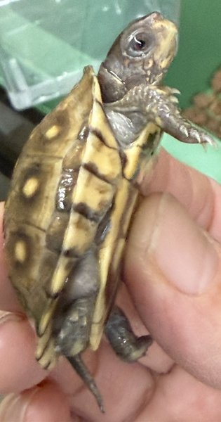 画像4: 5. ミツユビハコガメ (4)