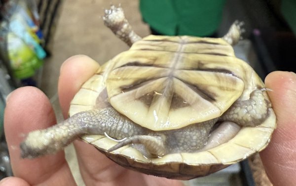 画像3: 10. ミツユビハコガメ (3)