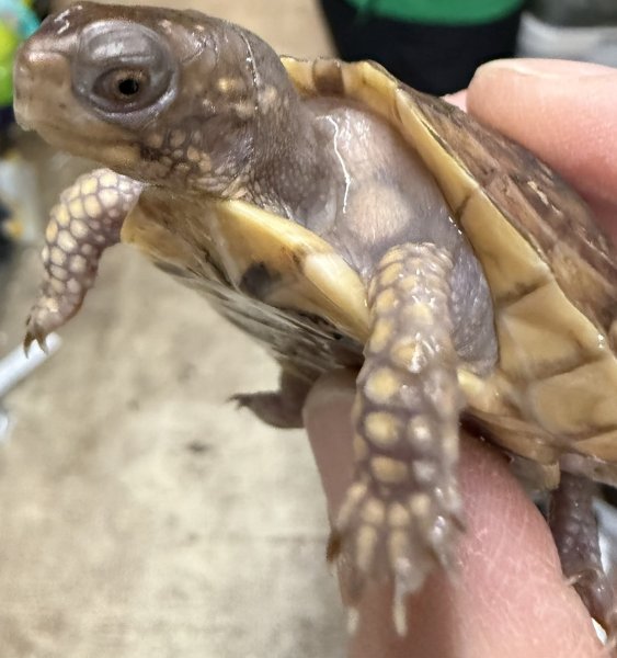 画像2: 8. ミツユビハコガメ (2)