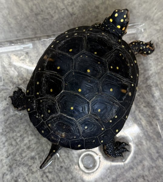 画像1: 2. キボシイシガメ (1)