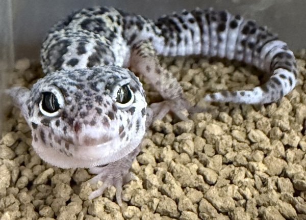 画像1: 24. マックスノー (1)