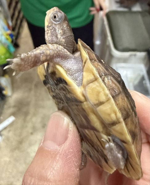 画像4: 8. ミツユビハコガメ (4)