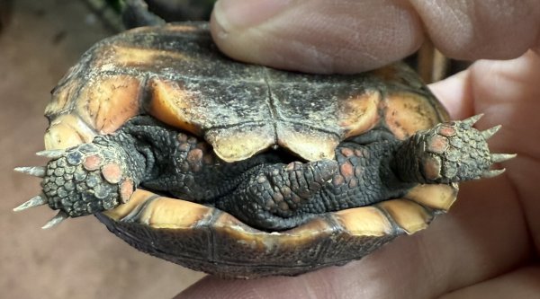 画像3: 2. チェリーヘッドアカアシガメ (3)