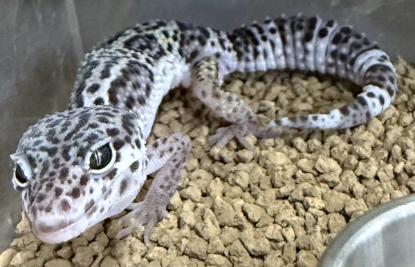 画像2: 24. マックスノー (2)