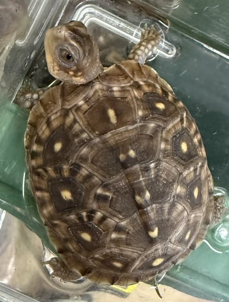 画像2: 11. ミツユビハコガメ (2)