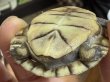 画像3: 2. ガルフコーストハコガメ(イエロー) (3)