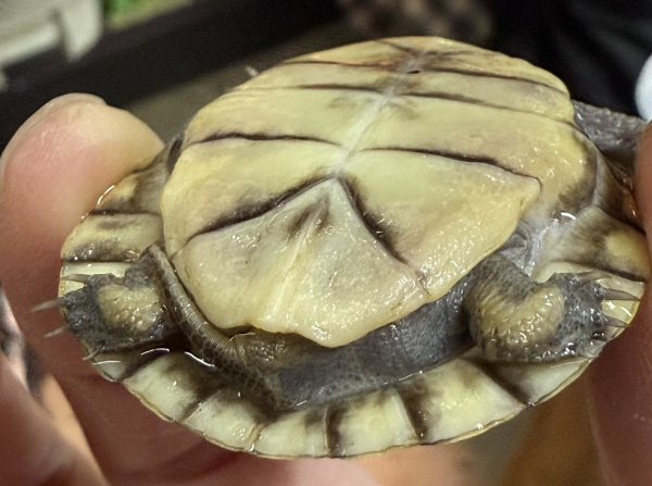 画像3: 2. ガルフコーストハコガメ(イエロー) (3)