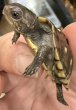 画像2: 1. ガルフコーストハコガメ(イエロー) (2)