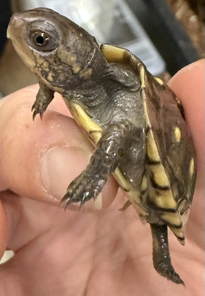 画像2: 1. ガルフコーストハコガメ(イエロー) (2)