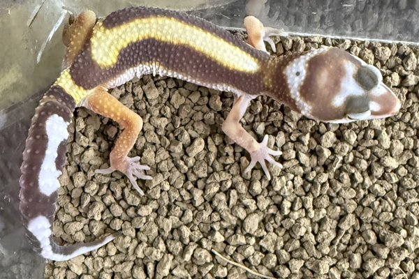 画像2: 33. トレンパーアルビノボールドストライプ (2)