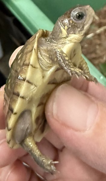 画像4: 6. ミツユビハコガメ (4)