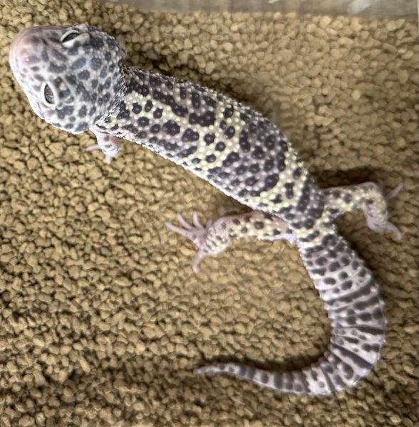 画像3: 29. マックスノー (3)