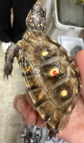 画像4: 3. ガルフコーストハコガメ(ブラック×オレンジ) (4)