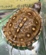 画像1: 5. ミツユビハコガメ (1)