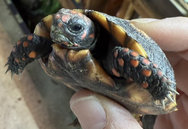 画像2: 2. チェリーヘッドアカアシガメ (2)